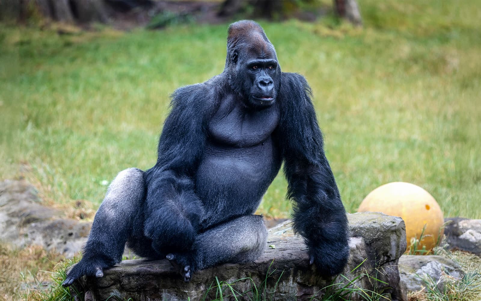 San Francisco Zoo Tickets in San Francisco - Features | TickYourList