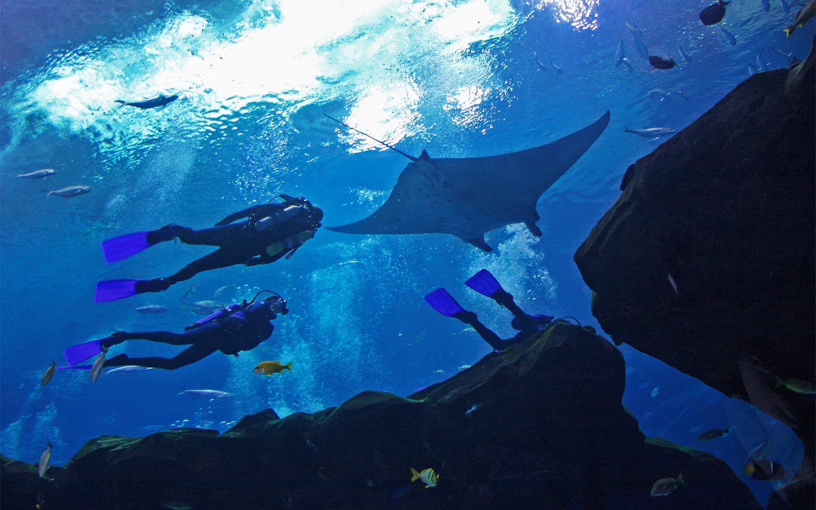 Georgia Aquarium Skip-the-Line Tickets in Atlanta - Highlights | TickYourList