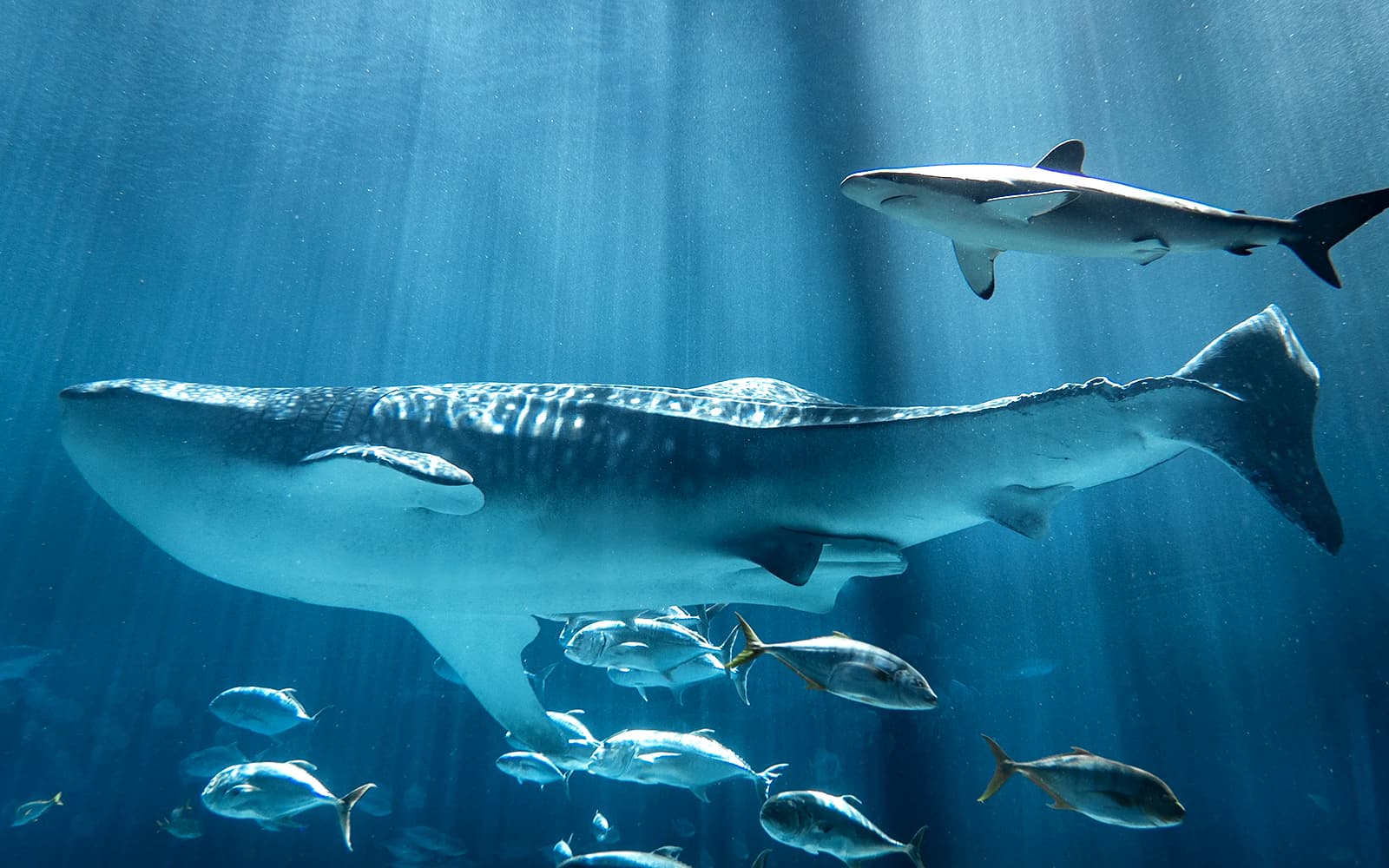 Georgia Aquarium Skip-the-Line Tickets in Atlanta - Features | TickYourList
