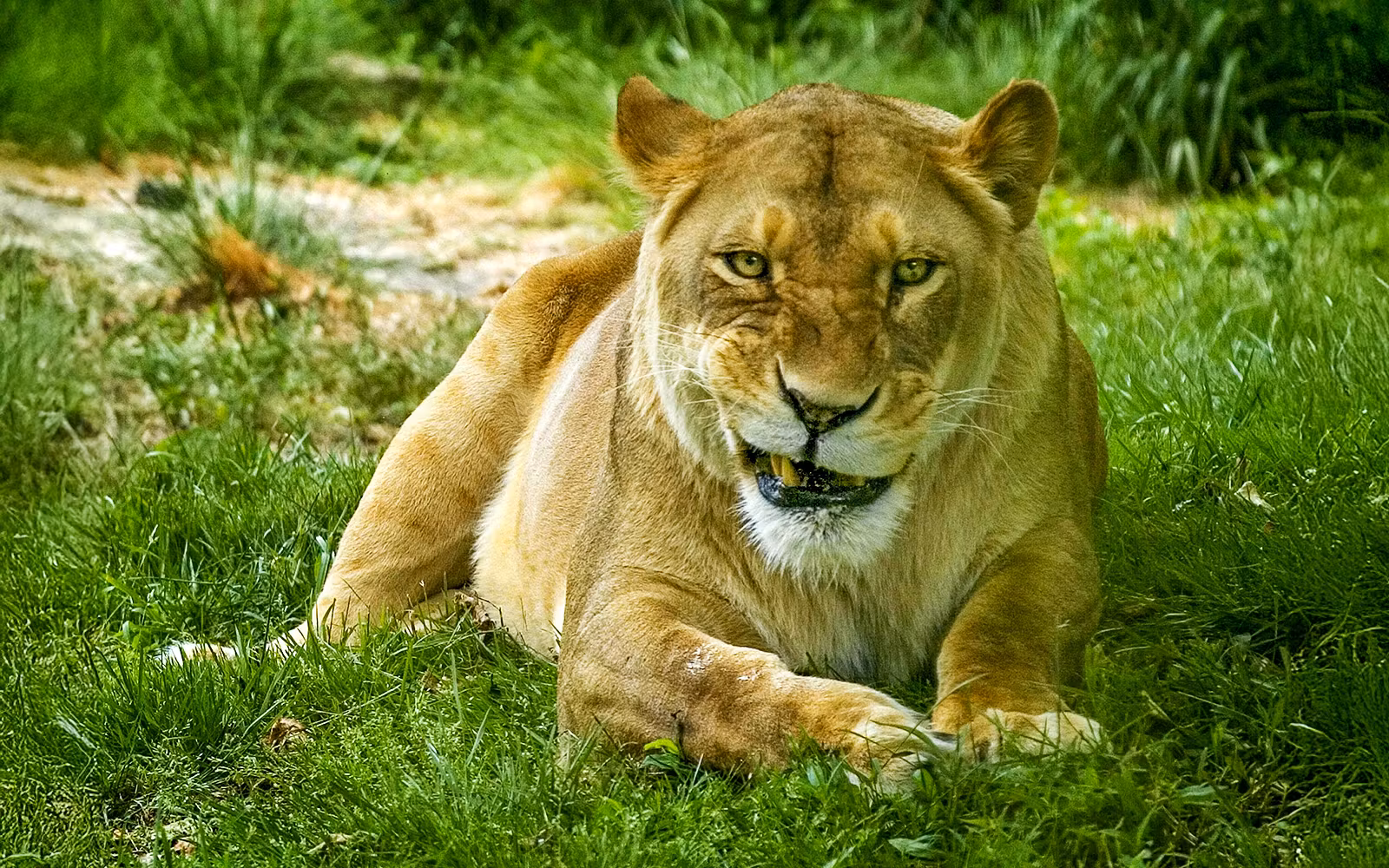 Bronx Zoo Tickets