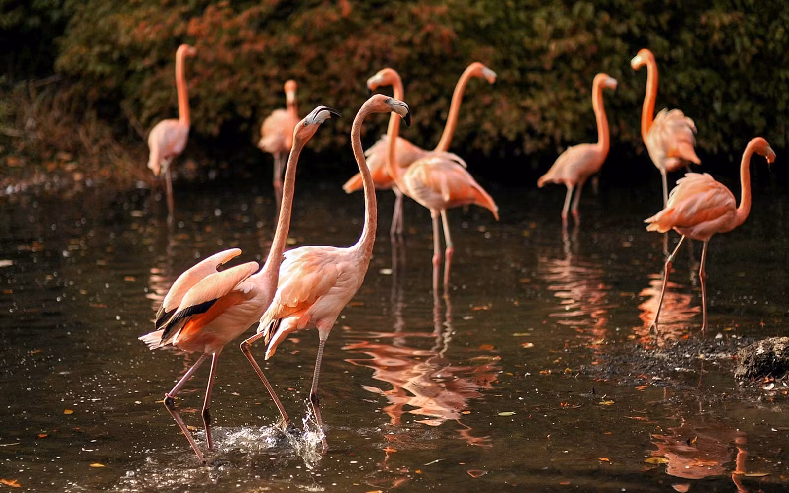 Bronx Zoo Tickets in New York - Attractions | TickYourList
