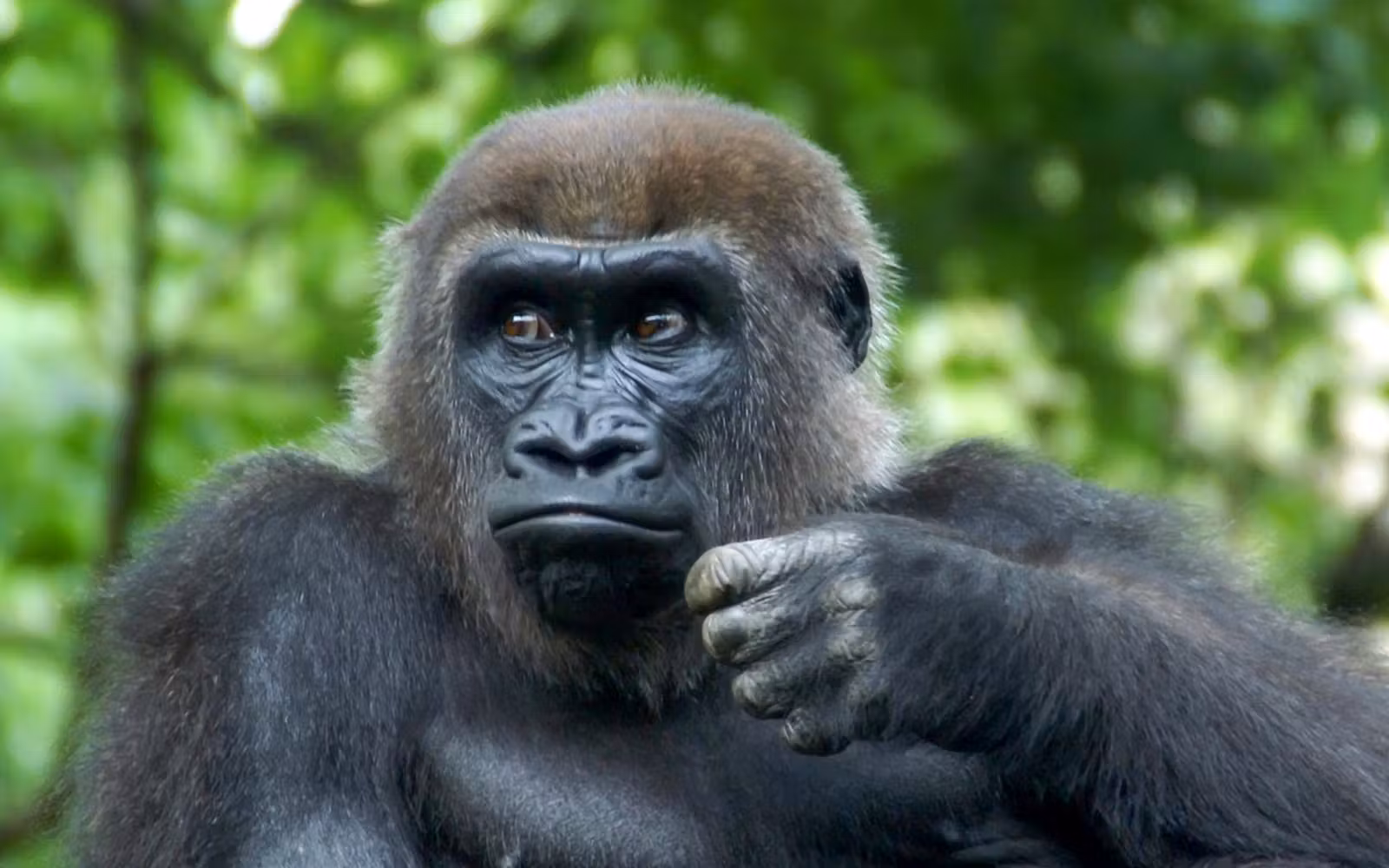 Bronx Zoo Tickets in New York - Activities | TickYourList