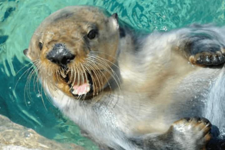 New York Aquarium ticket showcasing sea otters