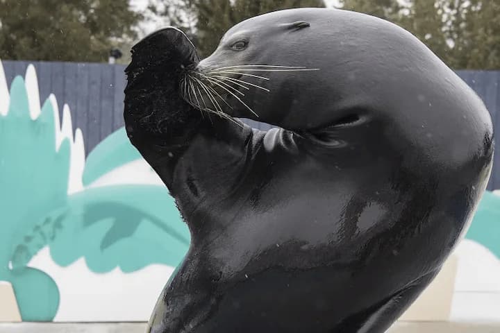California sea lions at New York Aquarium show