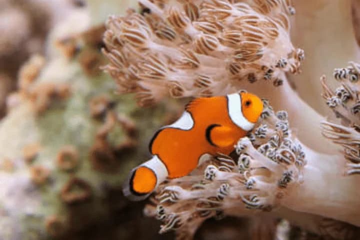 Colorful marine life at New York Aquarium