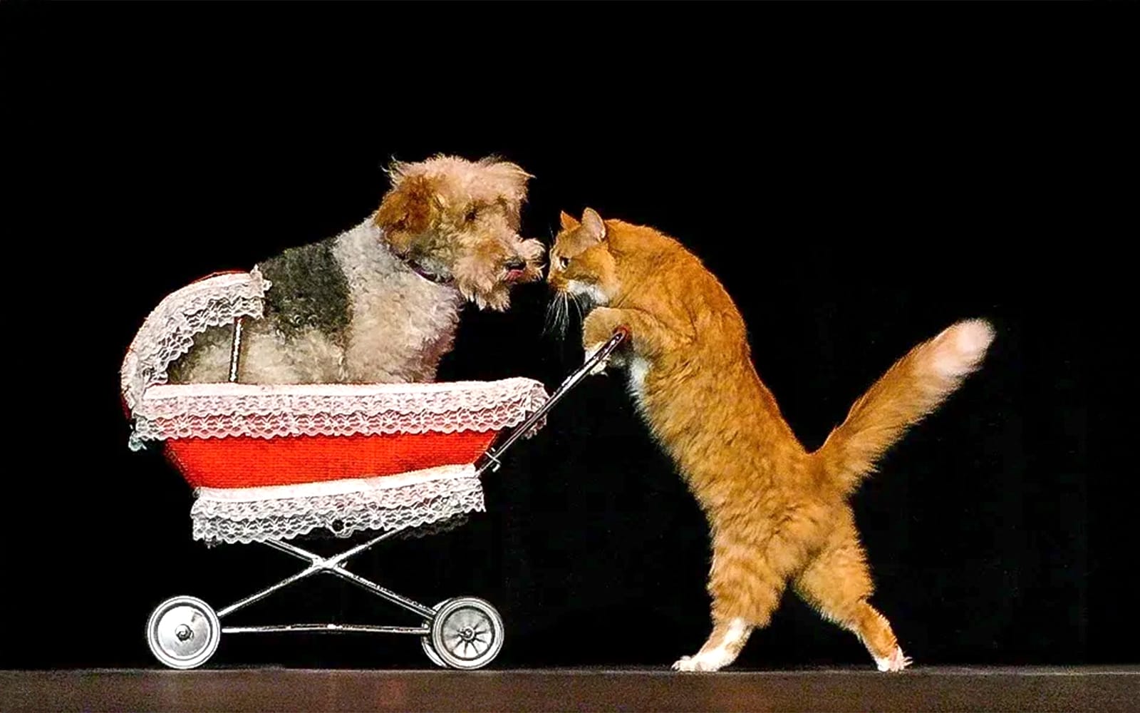 Popovich Comedy Pet Theater tickets in Las Vegas - Attractions | TickYourList