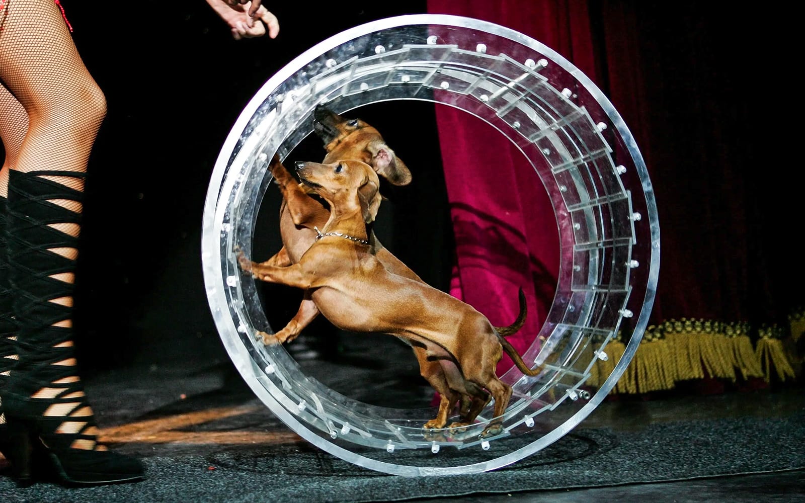 Popovich Comedy Pet Theater tickets in Las Vegas - Activities | TickYourList