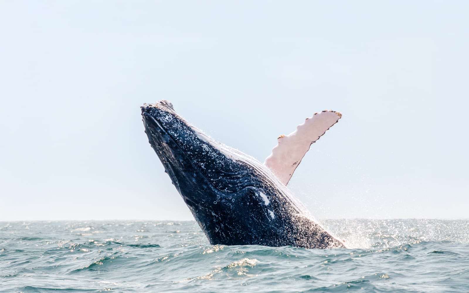 Boston Whale Watching Cruise by New England Aquarium tickets in Boston - Highlights | TickYourList