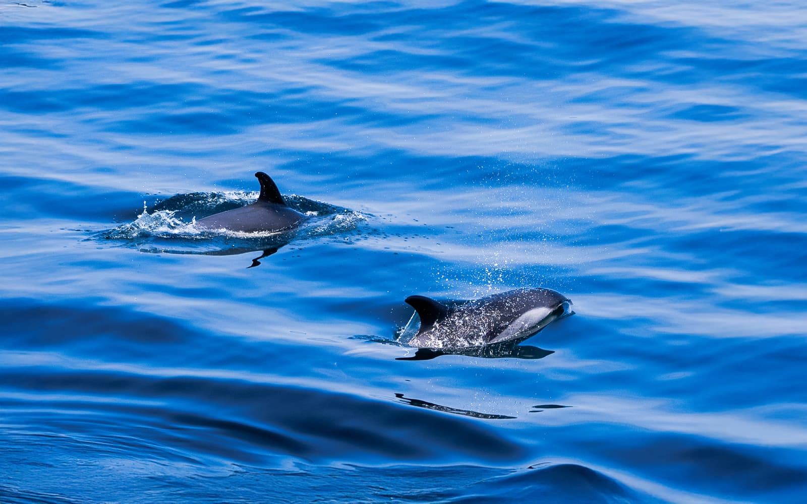 Boston Whale Watching Cruise by New England Aquarium tickets in Boston - Features | TickYourList