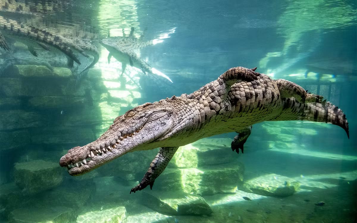 ba87258059923e2099419e953b96077b-23251-dubai-tickets-to-dubai-crocodile-park-06.avif