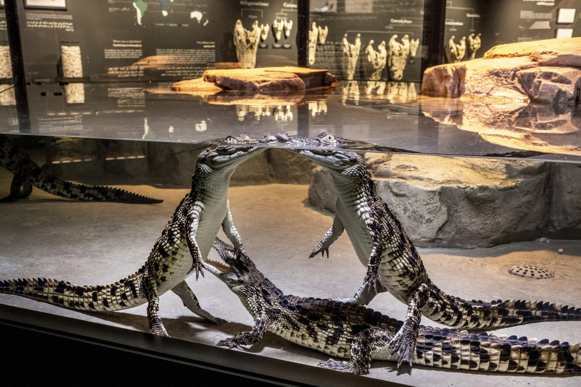 Dubai Crocodile Park ticket for wildlife adventure