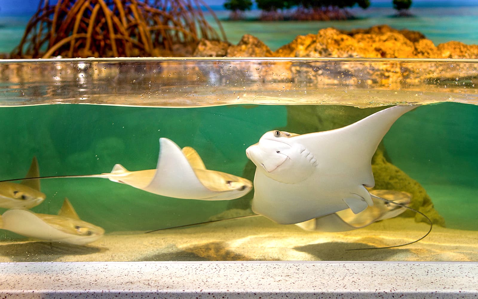 New England Aquarium Tickets