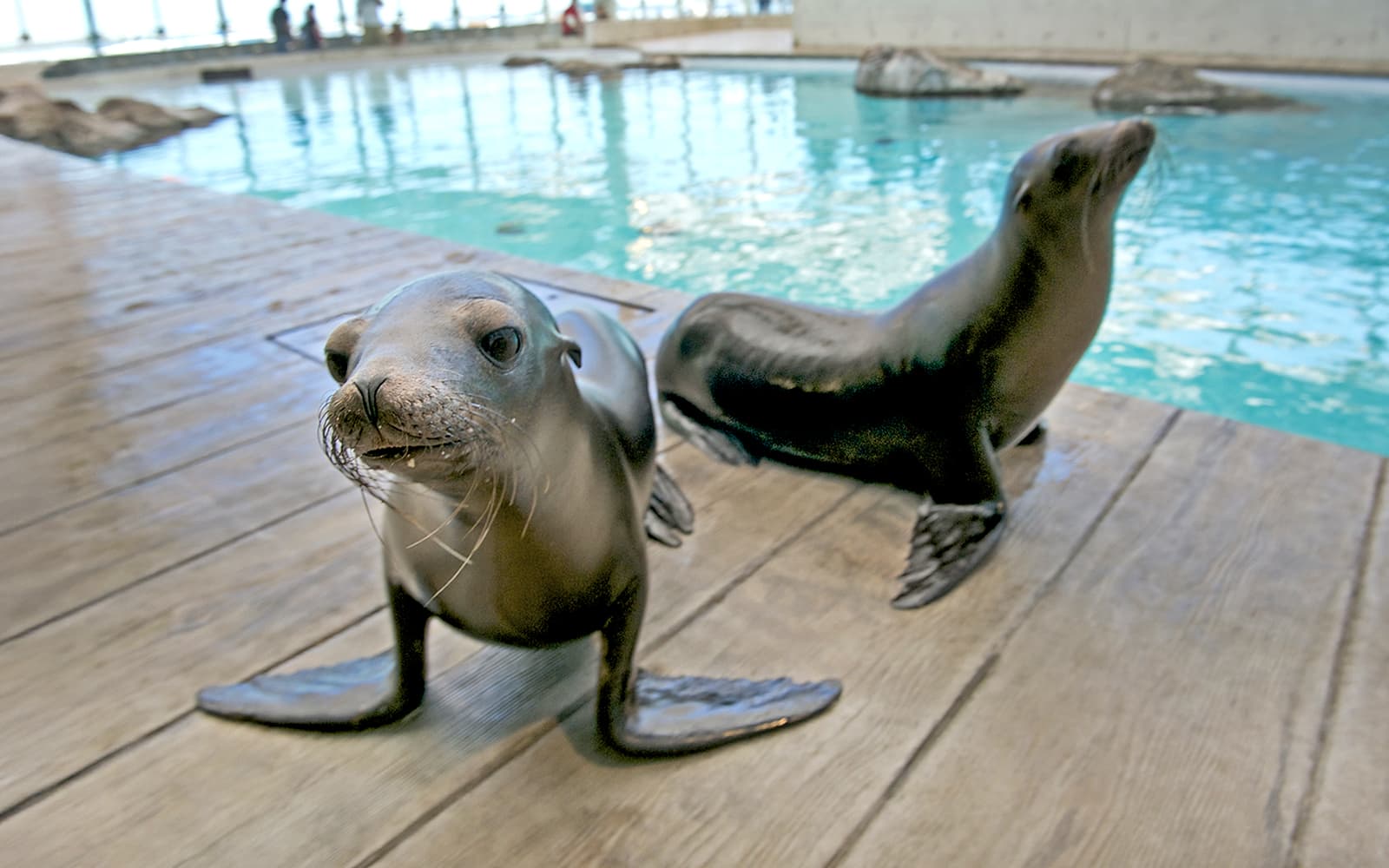 New England Aquarium Tickets in Boston - Highlights | TickYourList