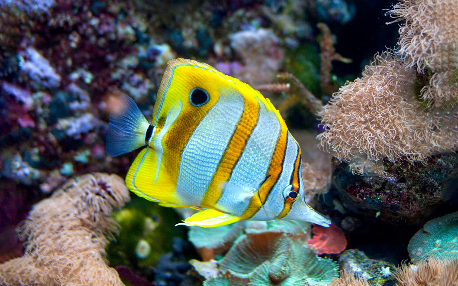 New England Aquarium Tickets in Boston - Features | TickYourList