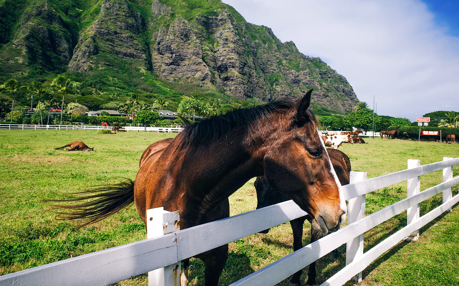Kualoa Ranch: Horseback Walking Tour tickets in Hawaii - Highlights | TickYourList