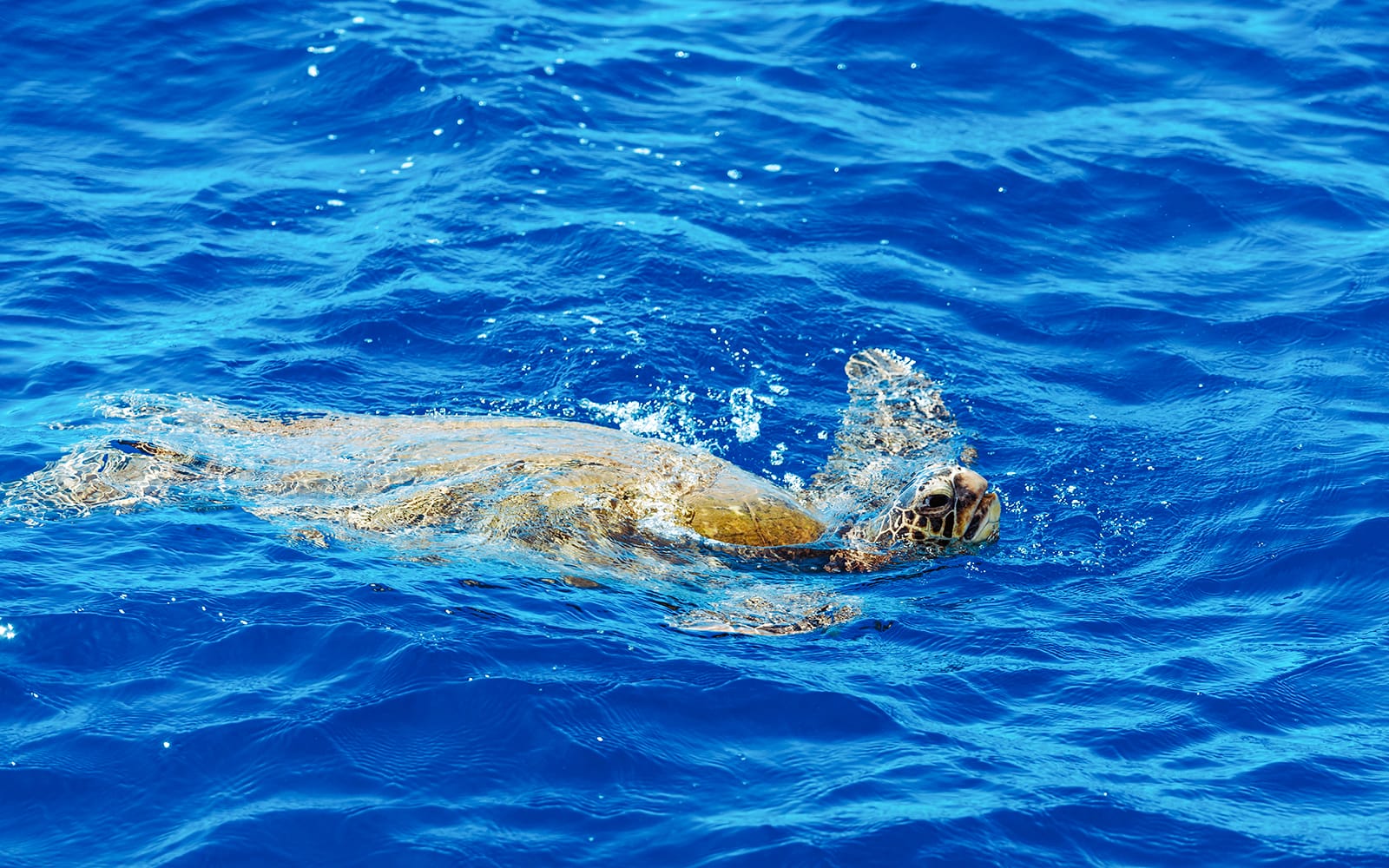 Waikiki Marine Life Tour tickets in Hawaii - Highlights | TickYourList