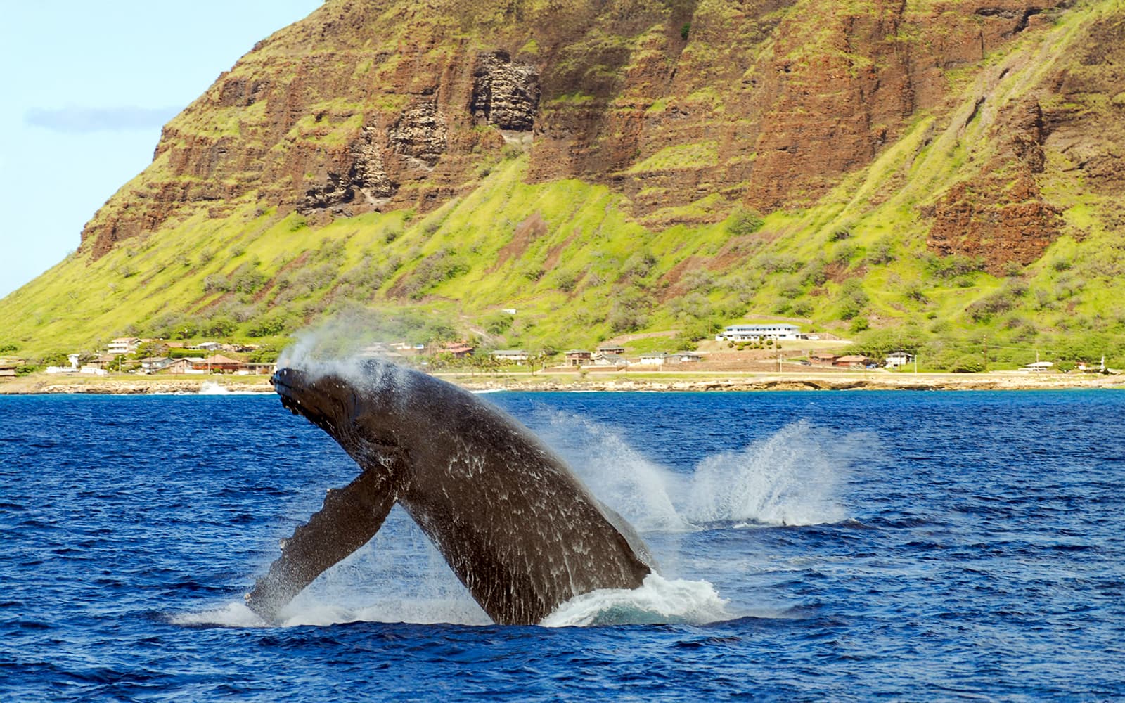Waikiki Marine Life Tour tickets in Hawaii - Features | TickYourList