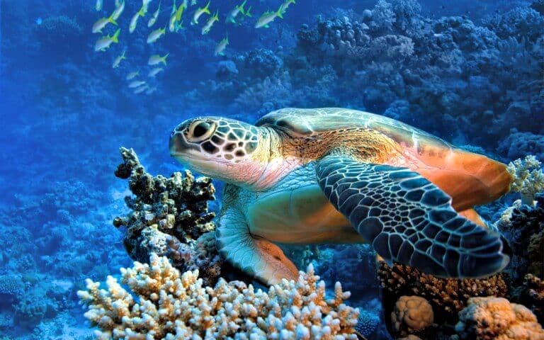 Turtle Town Snorkel Tour
