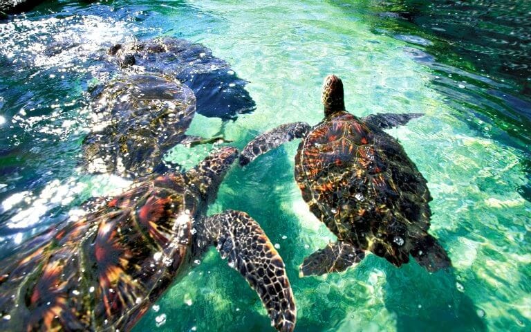 Turtle Town Snorkel Tour tickets in Hawaii - Book Now | TickYourList