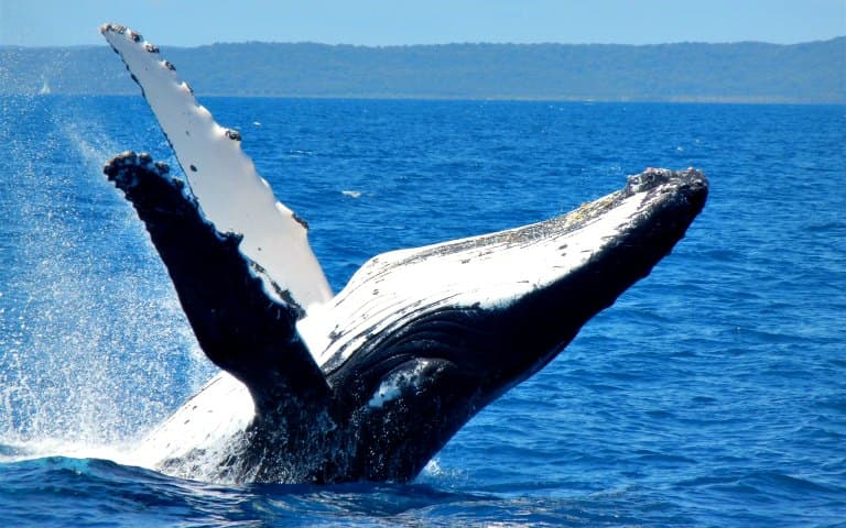 Whale Watching Cruise