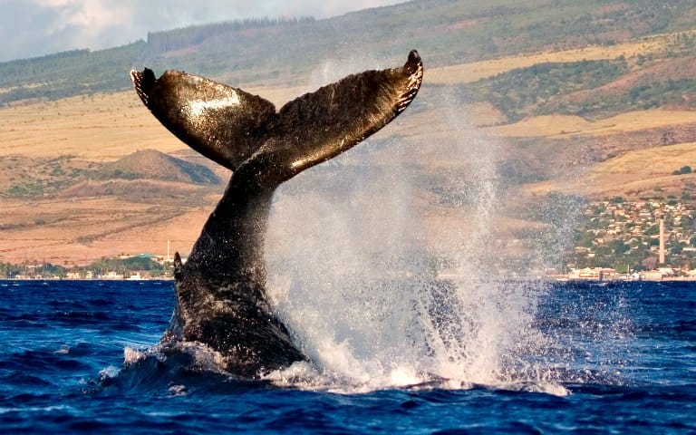 Whale Watching Cruise tickets in Hawaii - Book Now | TickYourList