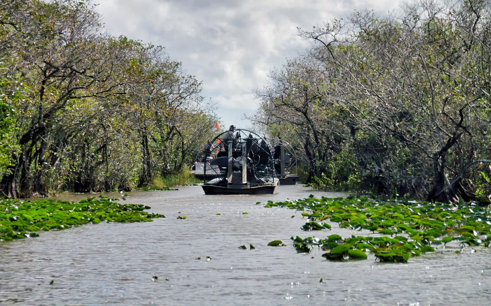 Airboat and Alligator Show with Transfers from Miami