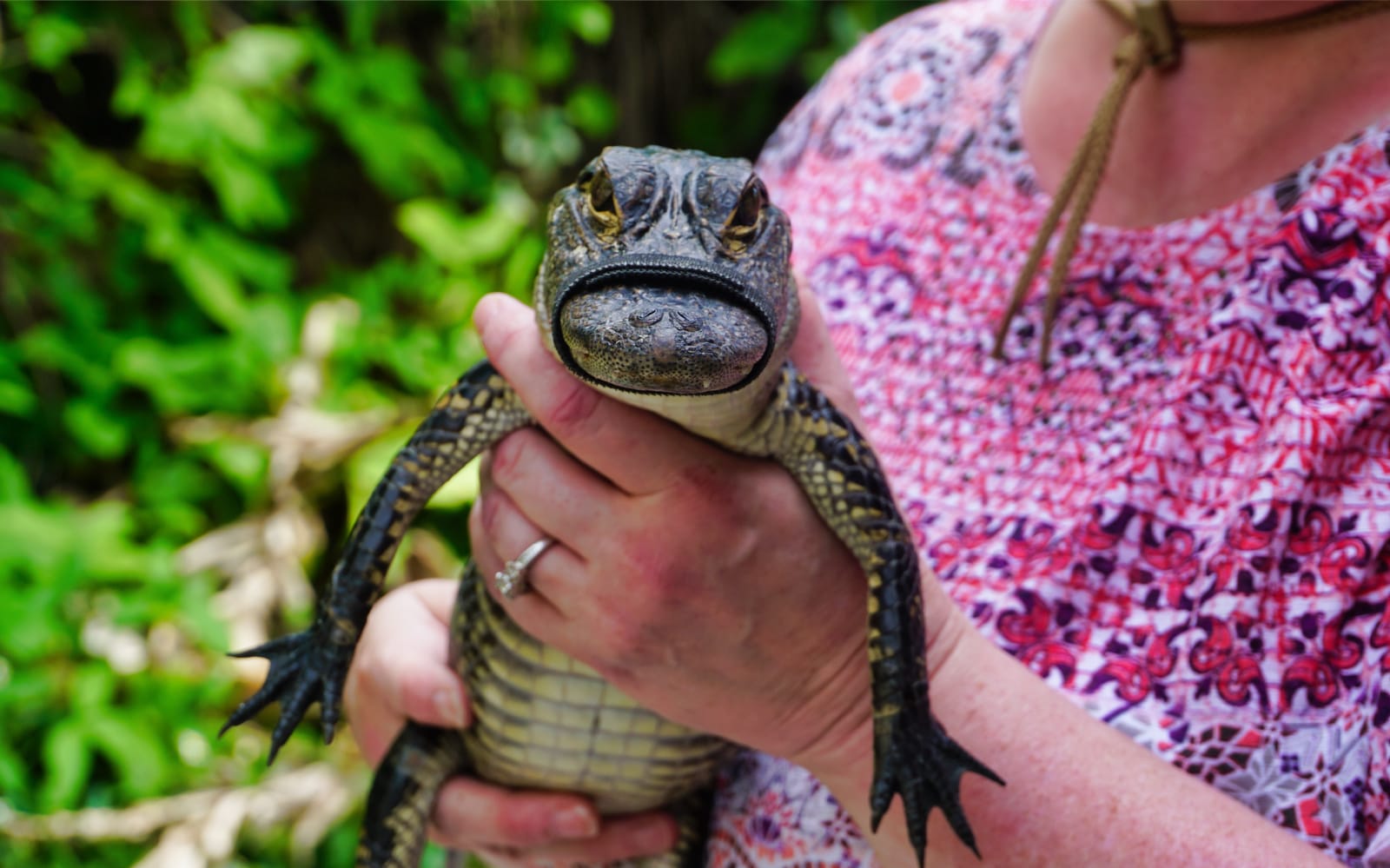 Airboat and Alligator Show with Transfers from Miami tickets in Miami - Attractions | TickYourList