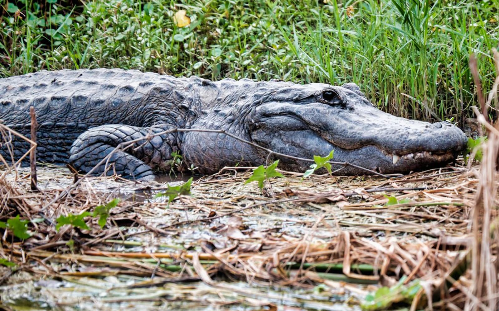 Everglades Tour with Transfers from Miami
