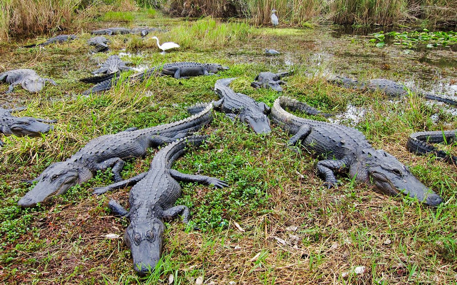 Everglades Tour with Transfers from Miami tickets in Miami - Full Experience | TickYourList