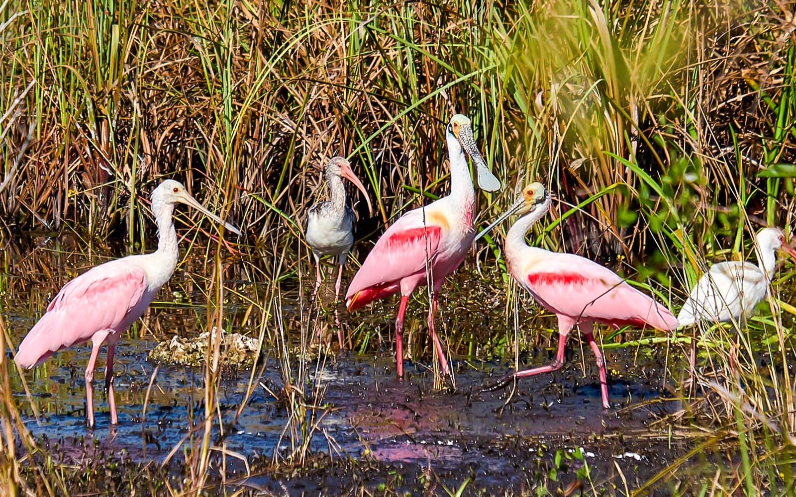 Everglades National Park: Full‑Day Tour with Airboat, Dry Walk & Transportation tickets in Miami - Activities | TickYourList