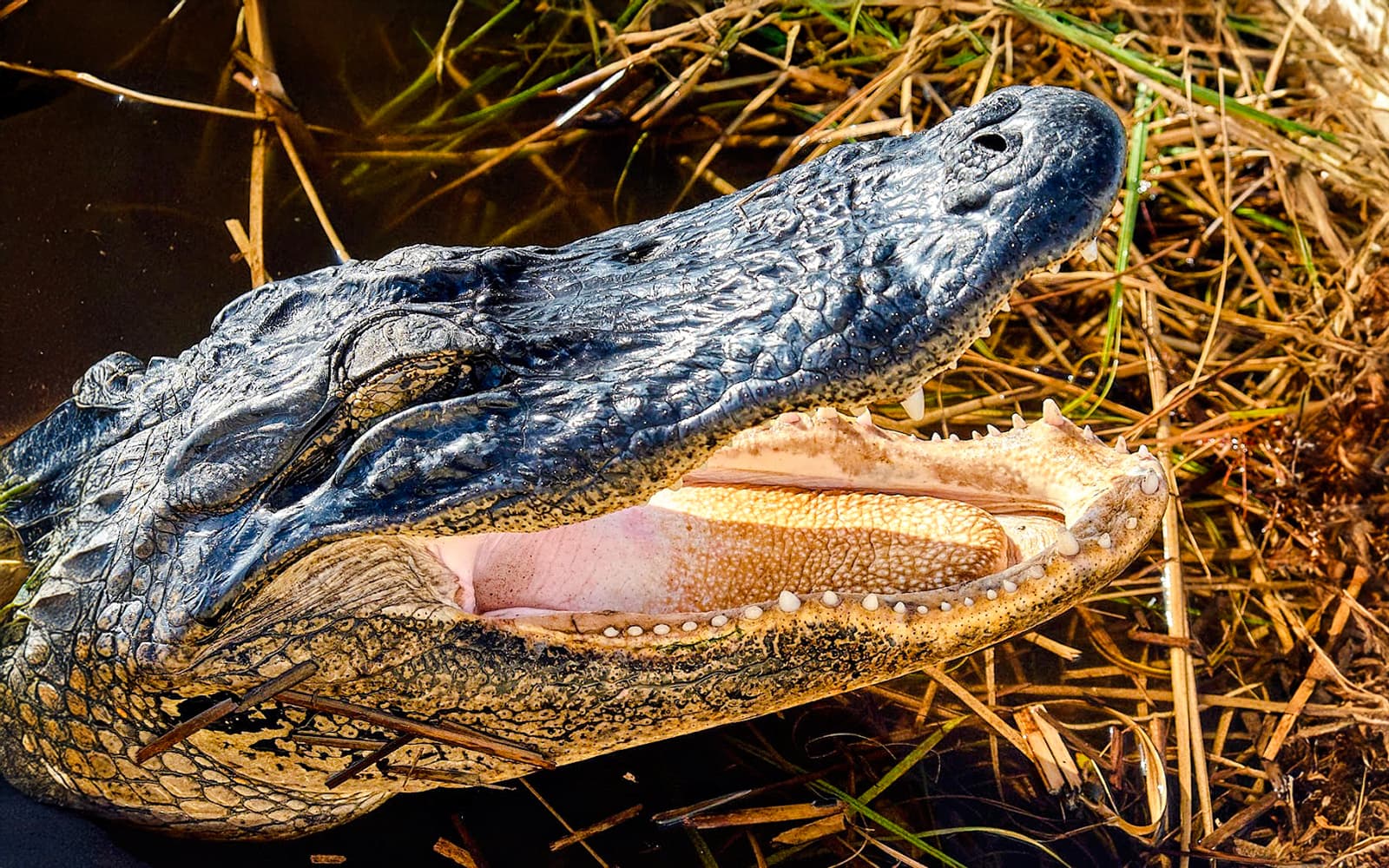 Everglades National Park: Full‑Day Tour with Airboat, Dry Walk & Transportation tickets in Miami - Features | TickYourList