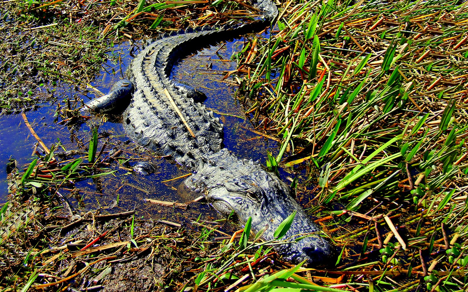 Orlando: Wild Florida 1‑Hour Airboat Tour with Gator Park Tickets in Miami - Activities | TickYourList