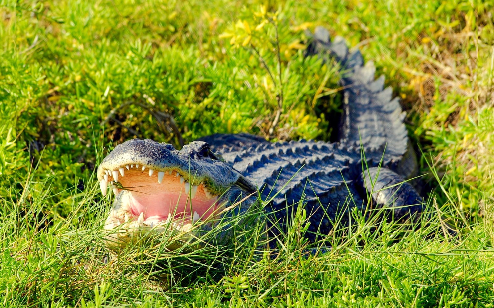 Orlando: Wild Florida Airboat Tour with Gator Park Tickets in Miami - Activities | TickYourList