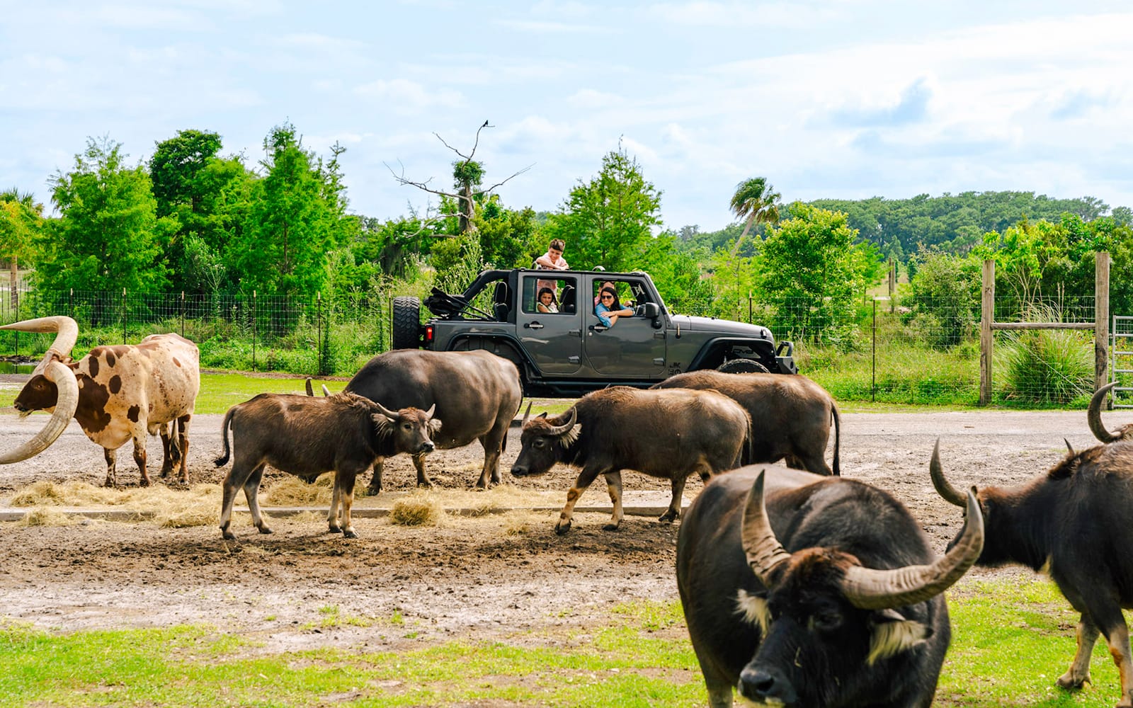 Orlando: Wild Florida Drive‑Thru Safari Park experience tickets in Miami | TickYourList