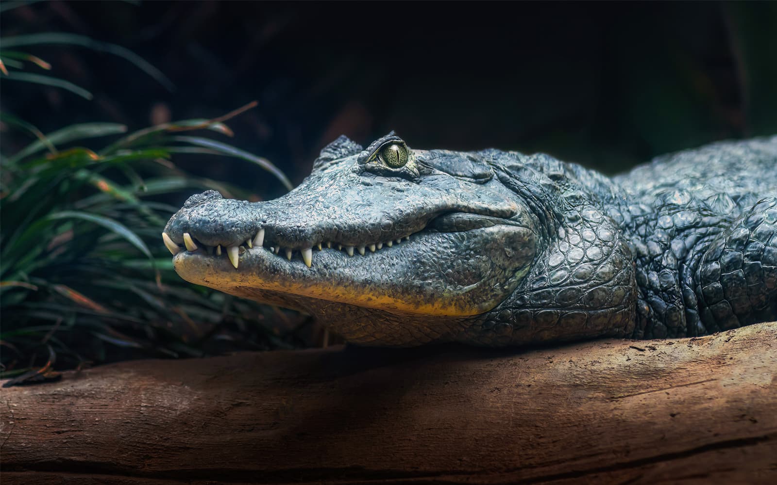 Miami: Sawgrass Recreation Park Airboat Tour at Night tickets in Miami - Attractions | TickYourList