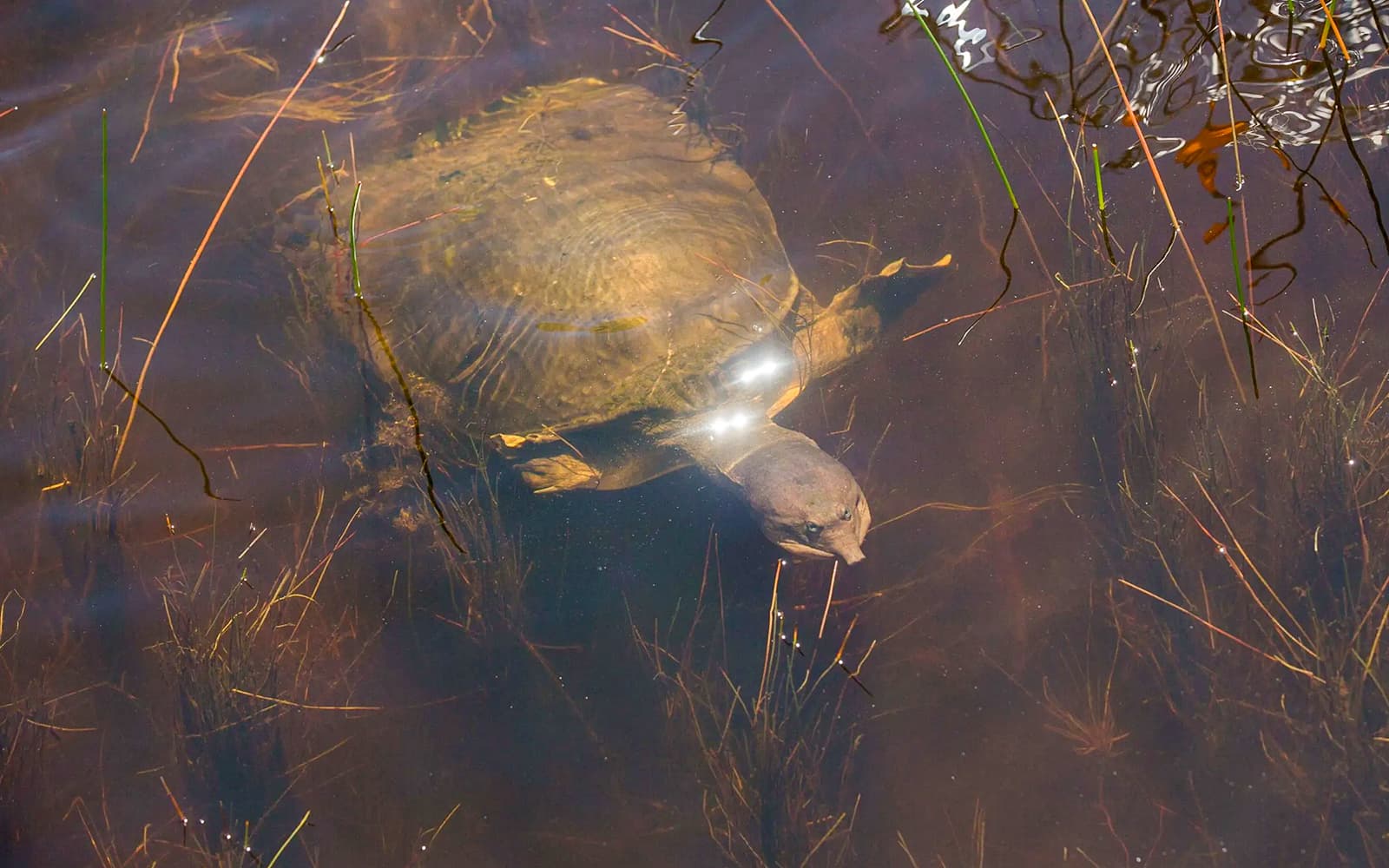 Miami: Sawgrass Recreation Park Airboat Tour at Night tickets in Miami - Highlights | TickYourList