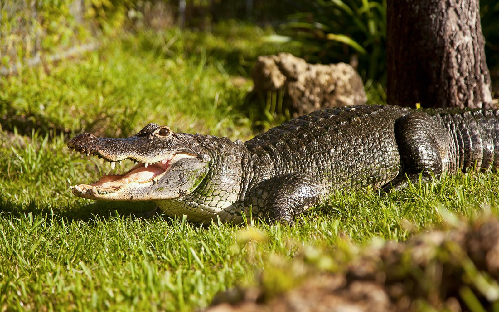 Miami: Everglades Airboat Tour with Reptile Exhibit & Optional Transportation tickets in Miami - Features | TickYourList