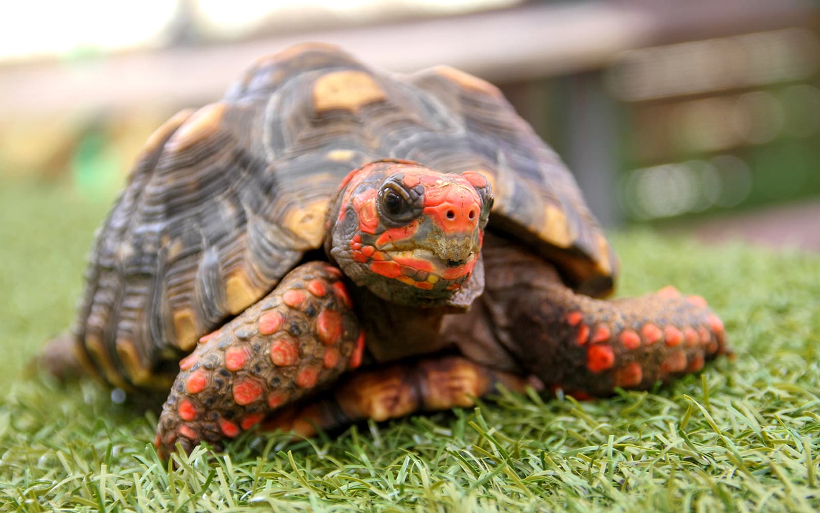 Miami: Everglades Holiday Park Animal Encounter Experience Tickets in Miami - Activities | TickYourList