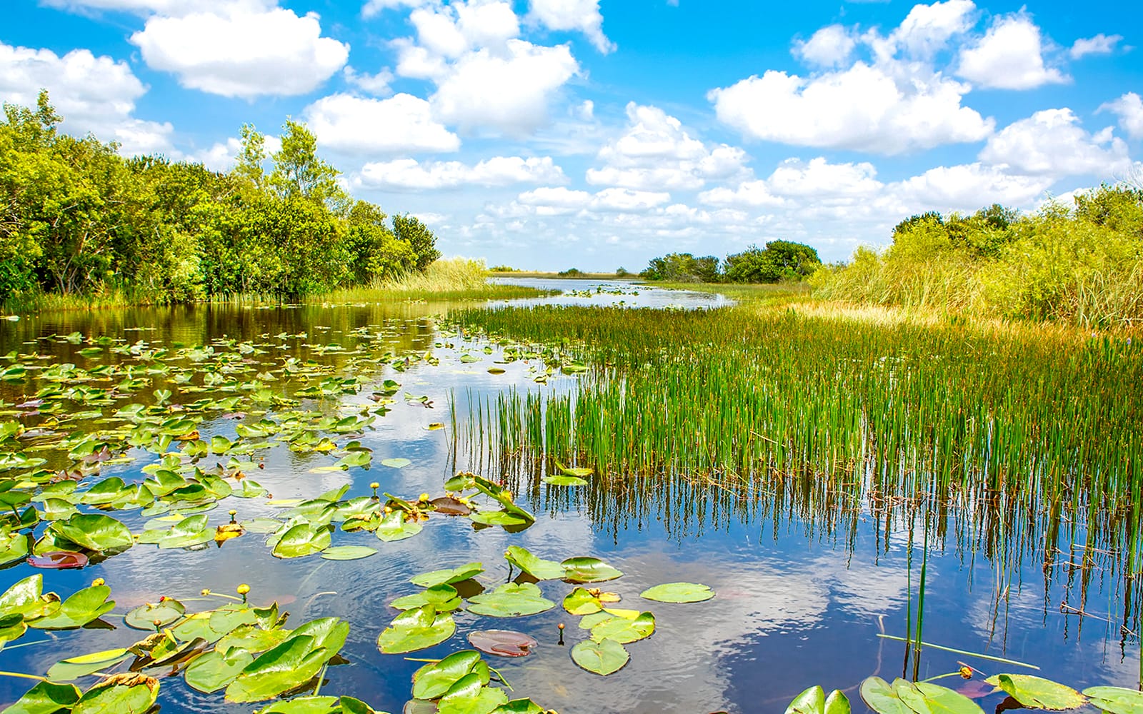 Everglades National Park: Airboat Tour with Reptile Exhibit tickets in Miami - Attractions | TickYourList