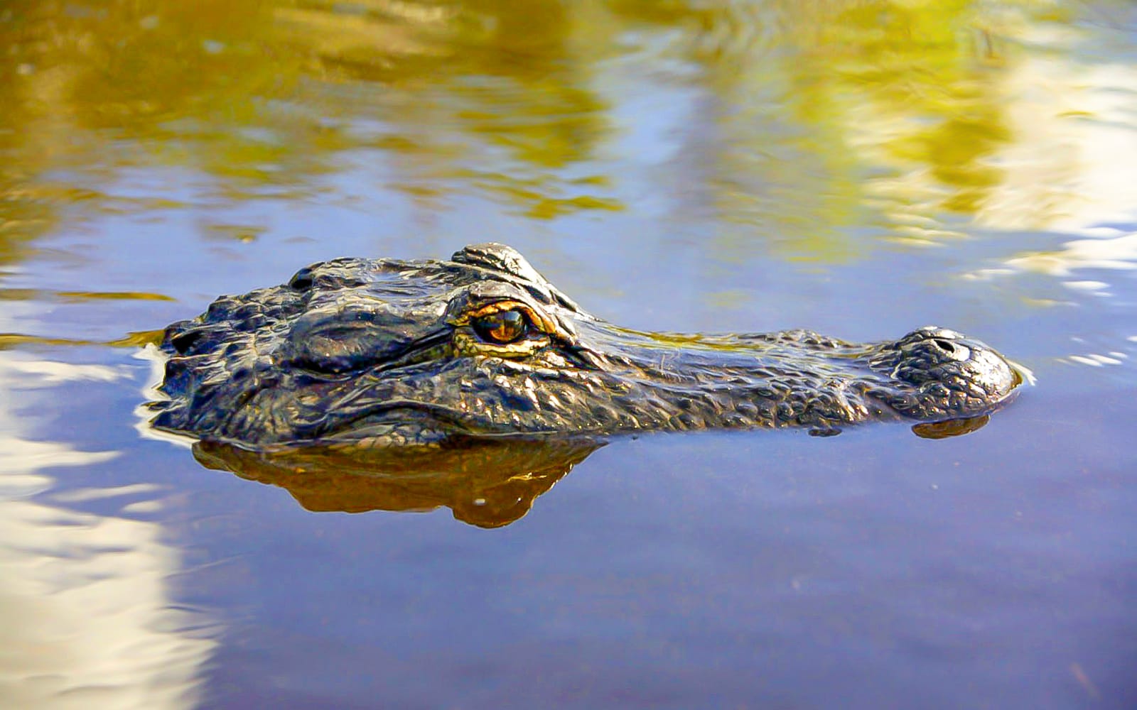 Everglades National Park: Airboat Tour with Reptile Exhibit tickets in Miami - Activities | TickYourList