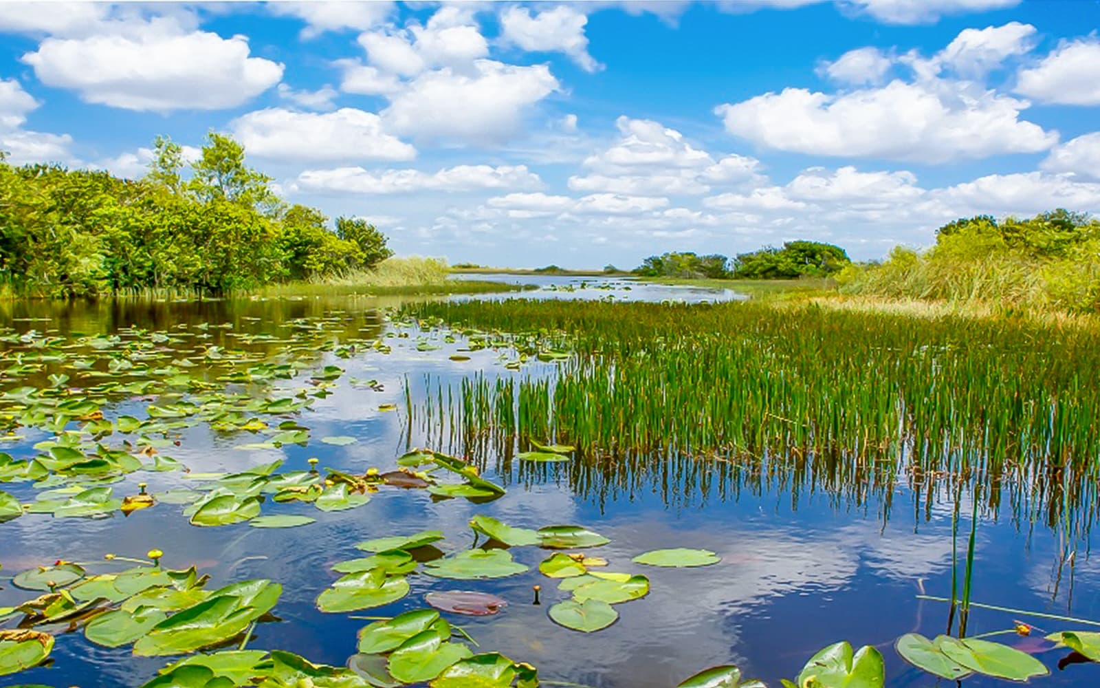 Everglades National Park: Safari Park Airboat Tour with Transportation from Miami tickets in Miami - Attractions | TickYourList
