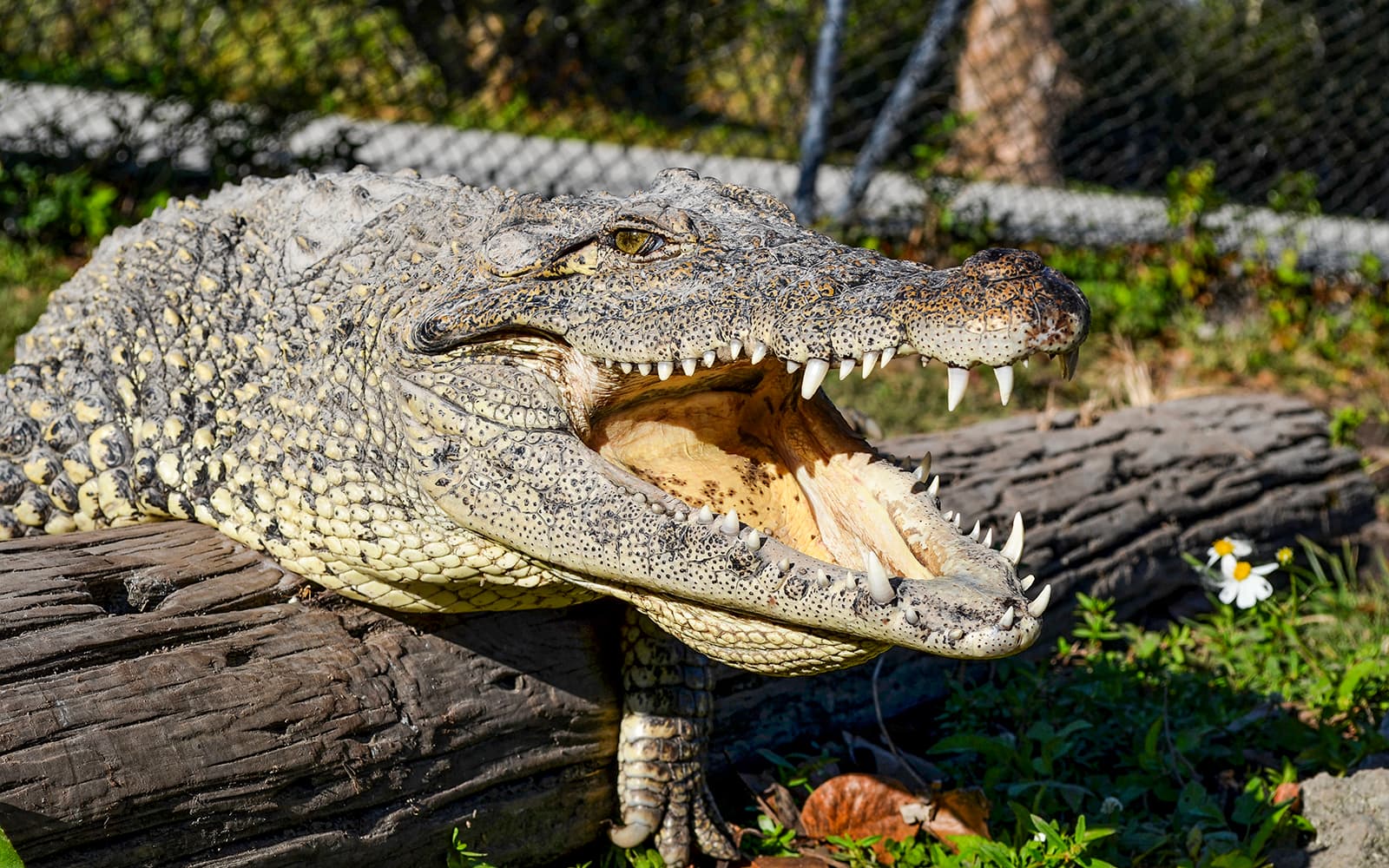 Everglades National Park: Safari Park Airboat Tour with Transportation from Miami tickets in Miami - Highlights | TickYourList