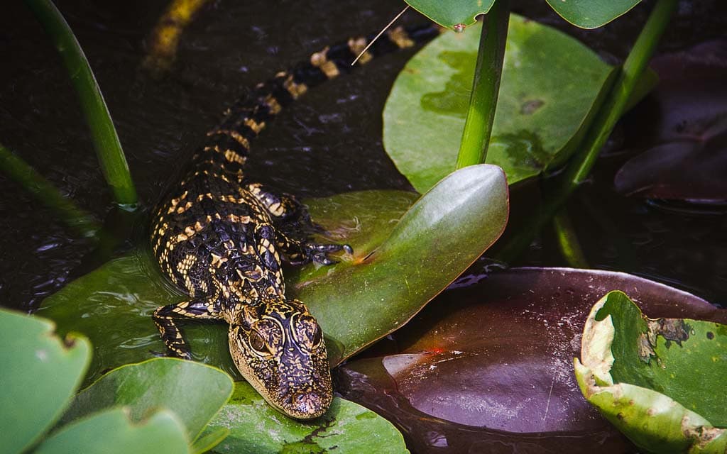 Airboat Gator Tour tickets in Miami - Attractions | TickYourList
