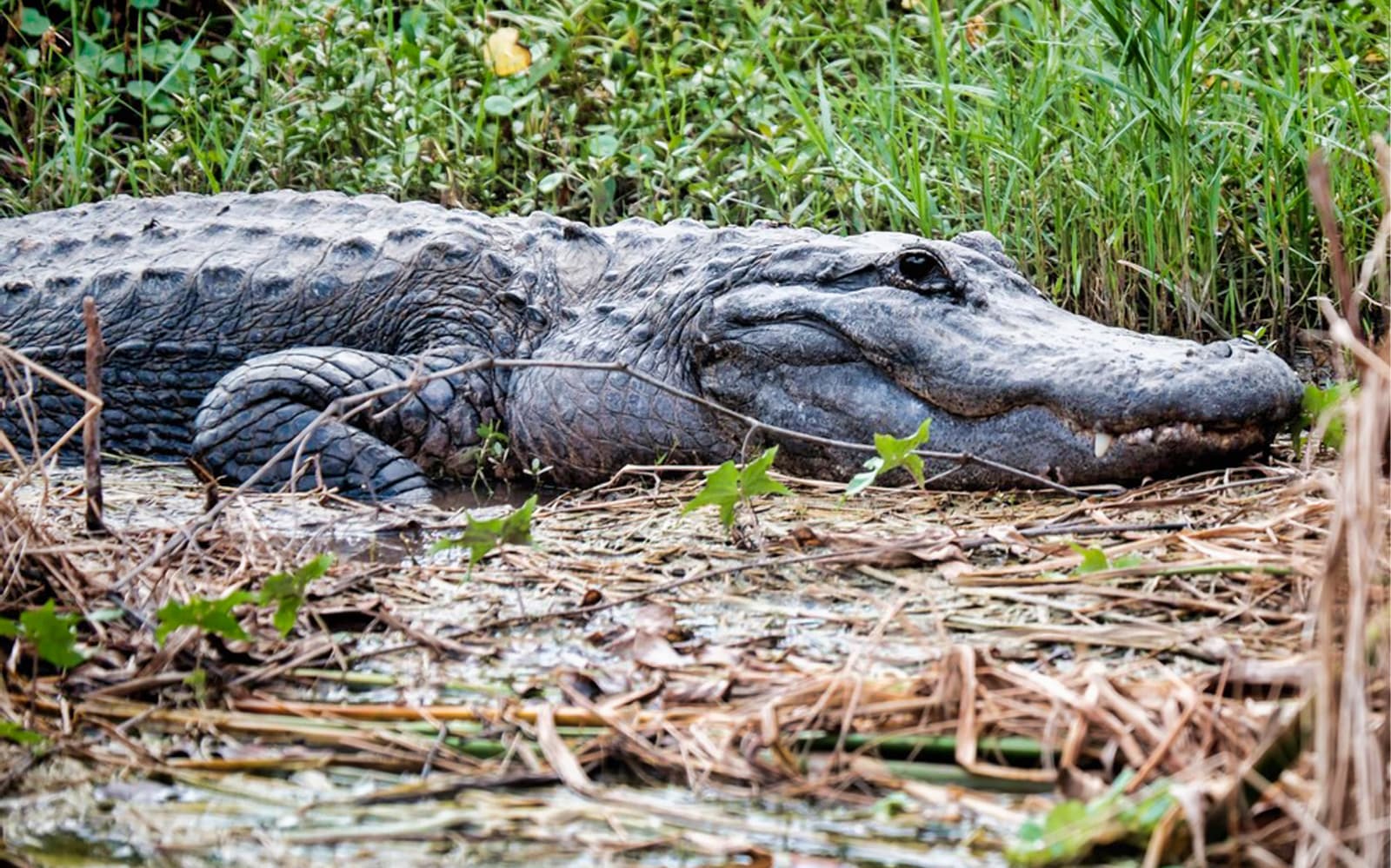 Everglades 60-Min Airboat Tour & Wildlife Show with Hotel Transfers tickets in Miami - Attractions | TickYourList