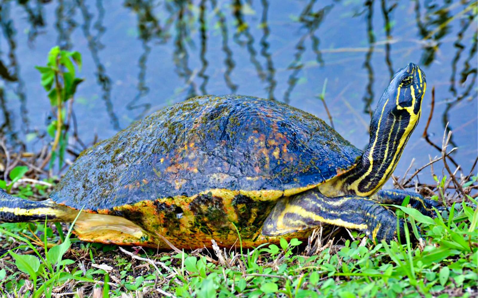Everglades 60-Min Airboat Tour & Wildlife Show with Hotel Transfers tickets in Miami - Activities | TickYourList