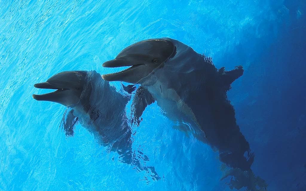Miami Seaquarium experience tickets in Miami | TickYourList