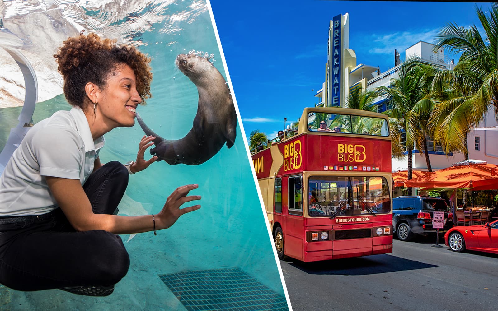 Combo (Save 5%): Zoo Miami + Big Bus Miami Hop-On Hop-Off Bus Tour