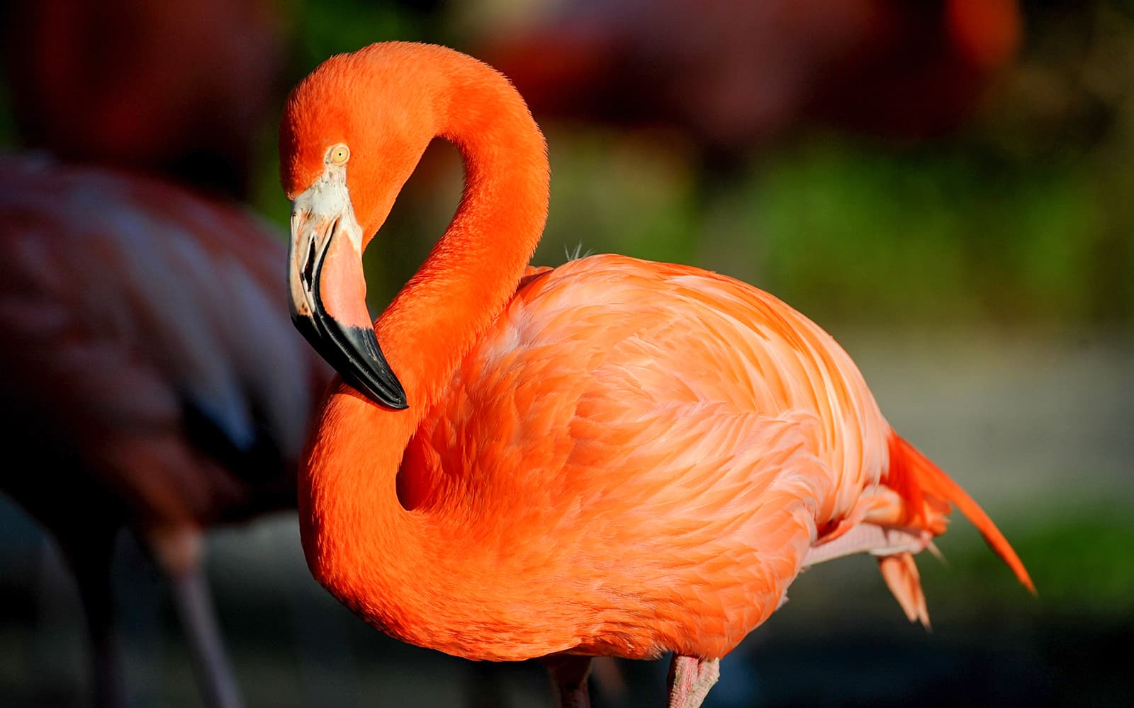 Combo (Save 5%): Zoo Miami + Big Bus Miami Hop-On Hop-Off Bus Tour tickets in Miami - Activities | TickYourList