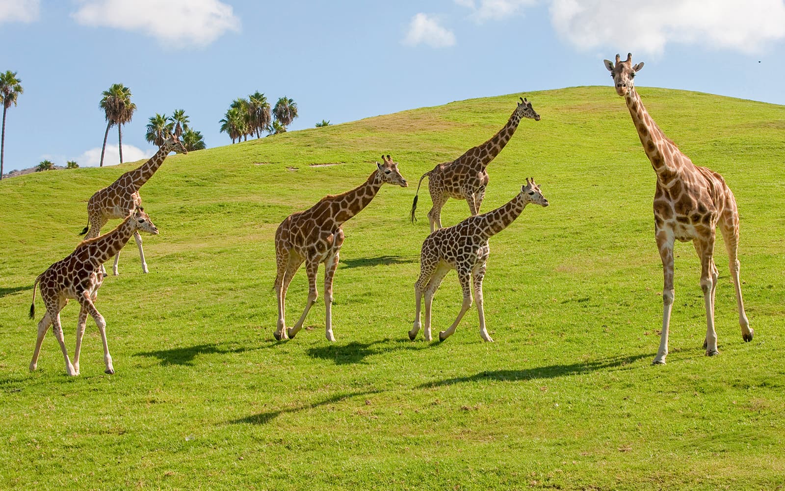 San Diego Zoo Safari Park Tickets in San Diego - Highlights | TickYourList