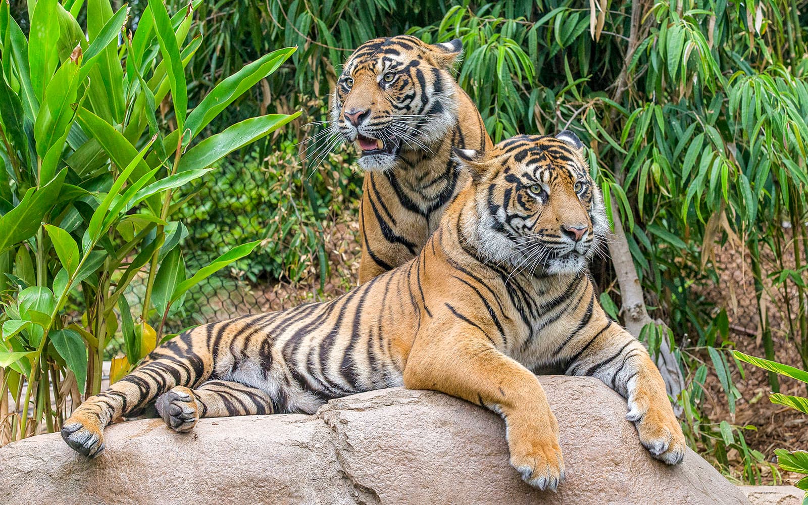 San Diego Zoo Safari Park Tickets in San Diego - Features | TickYourList